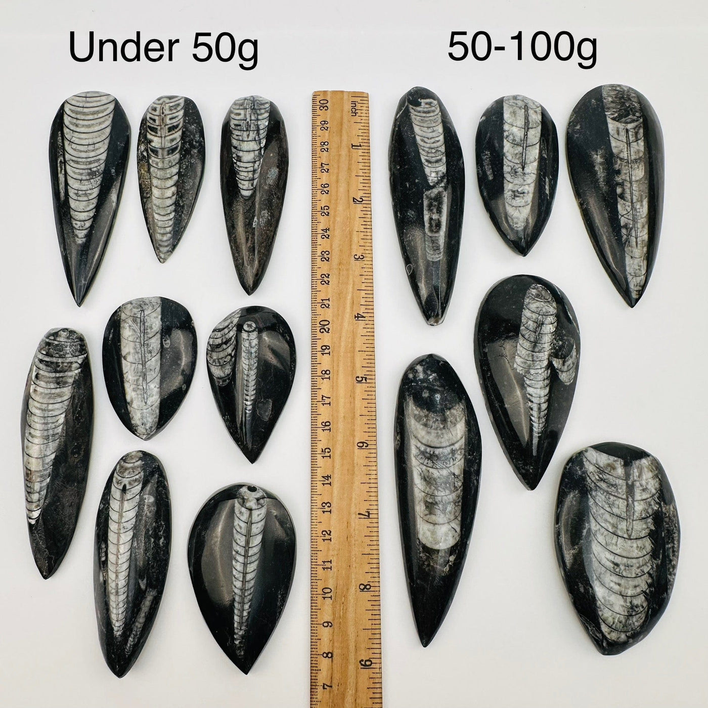 orthoceras fossils displayed next to a ruler for size reference 