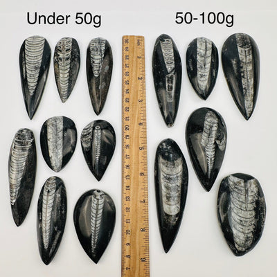 orthoceras fossils displayed next to a ruler for size reference 