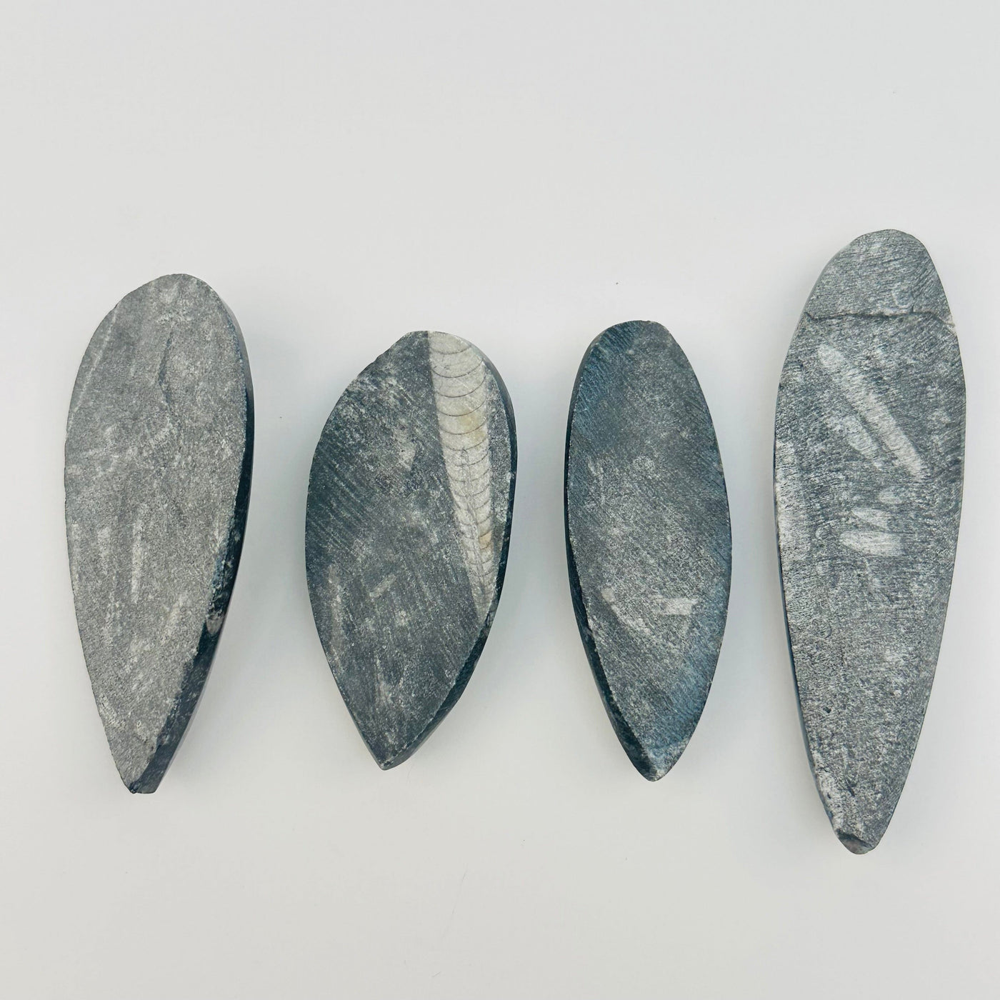 back side of the fossils 