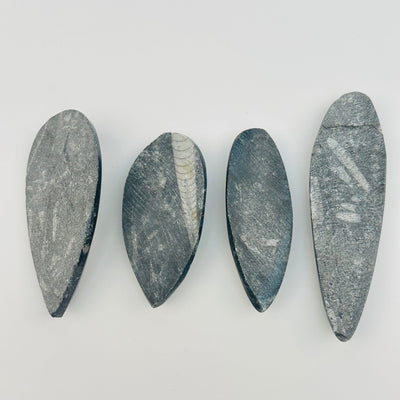 back side of the fossils 