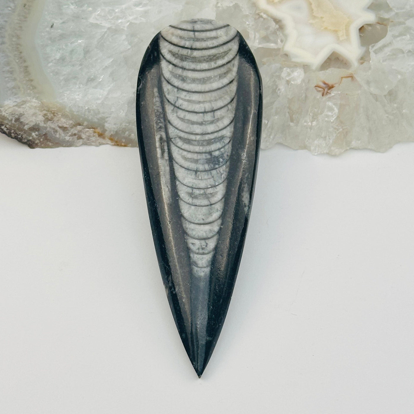 close up of the details on this orthoceras fossil