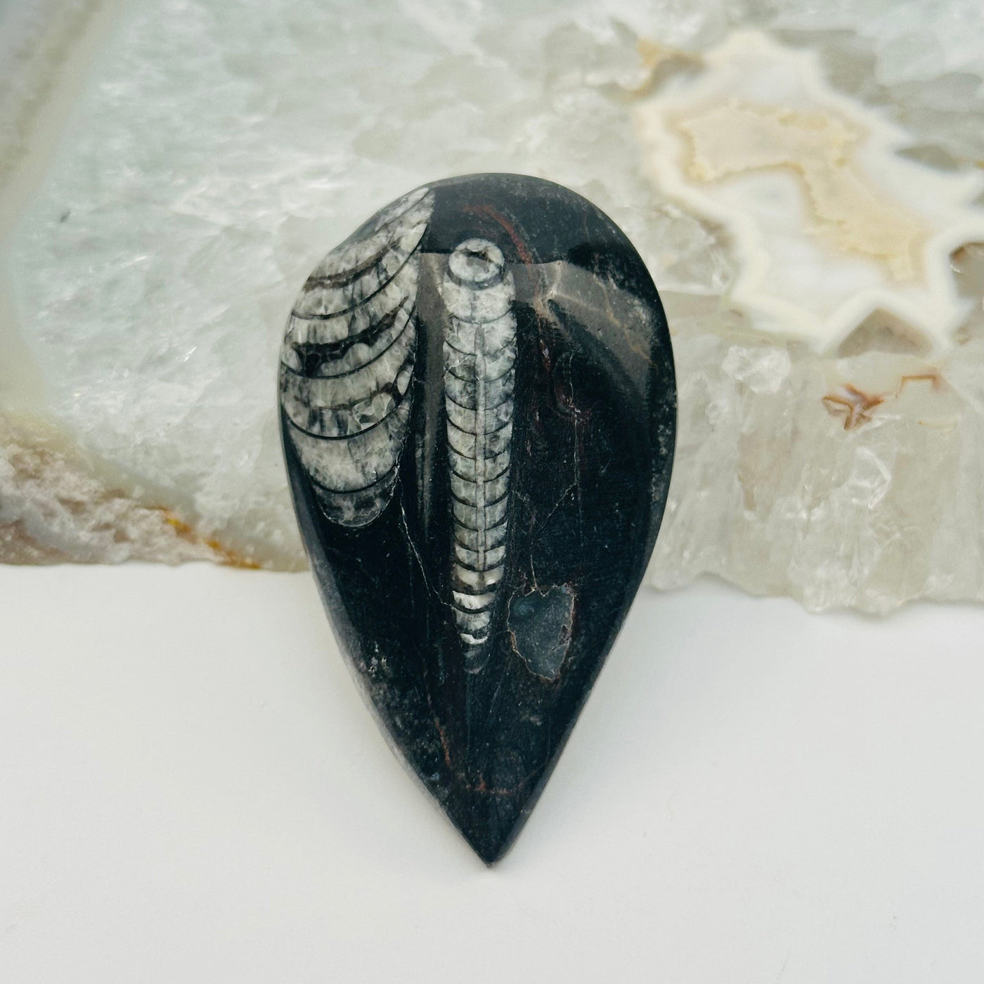 close up of the details on this orthoceras fossil