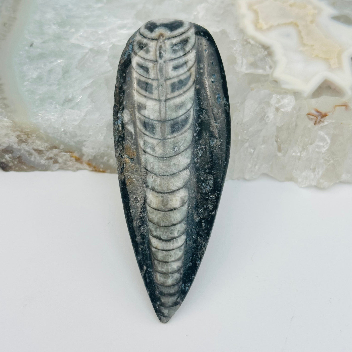 close up of the details on this orthoceras fossil