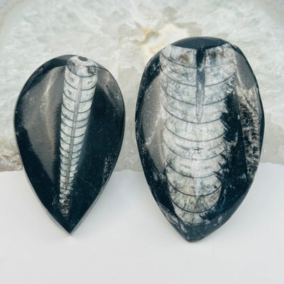 close up of the details on these orthoceras fossils 