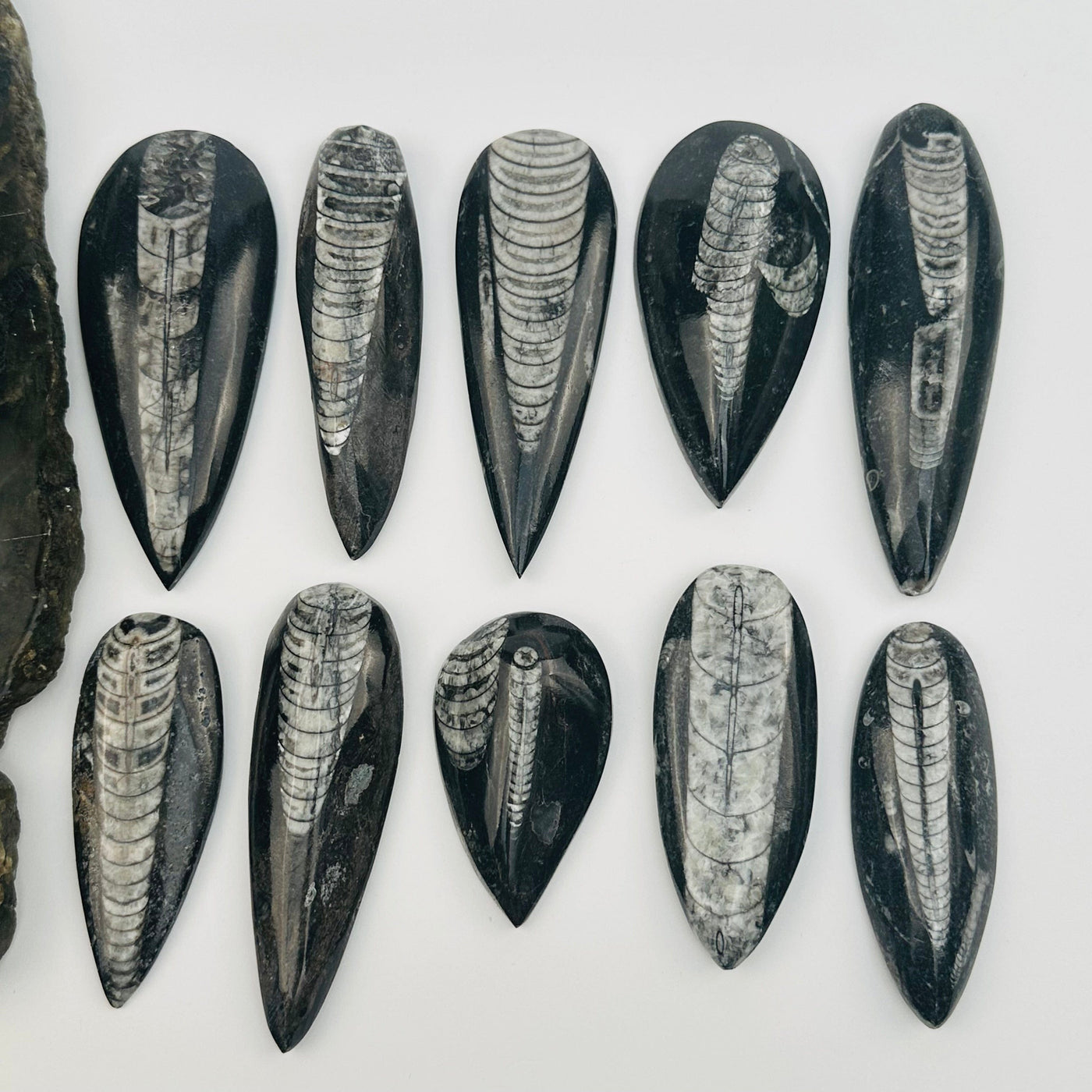 multiple orthocera fossils displayed to show the differences in the sizes 