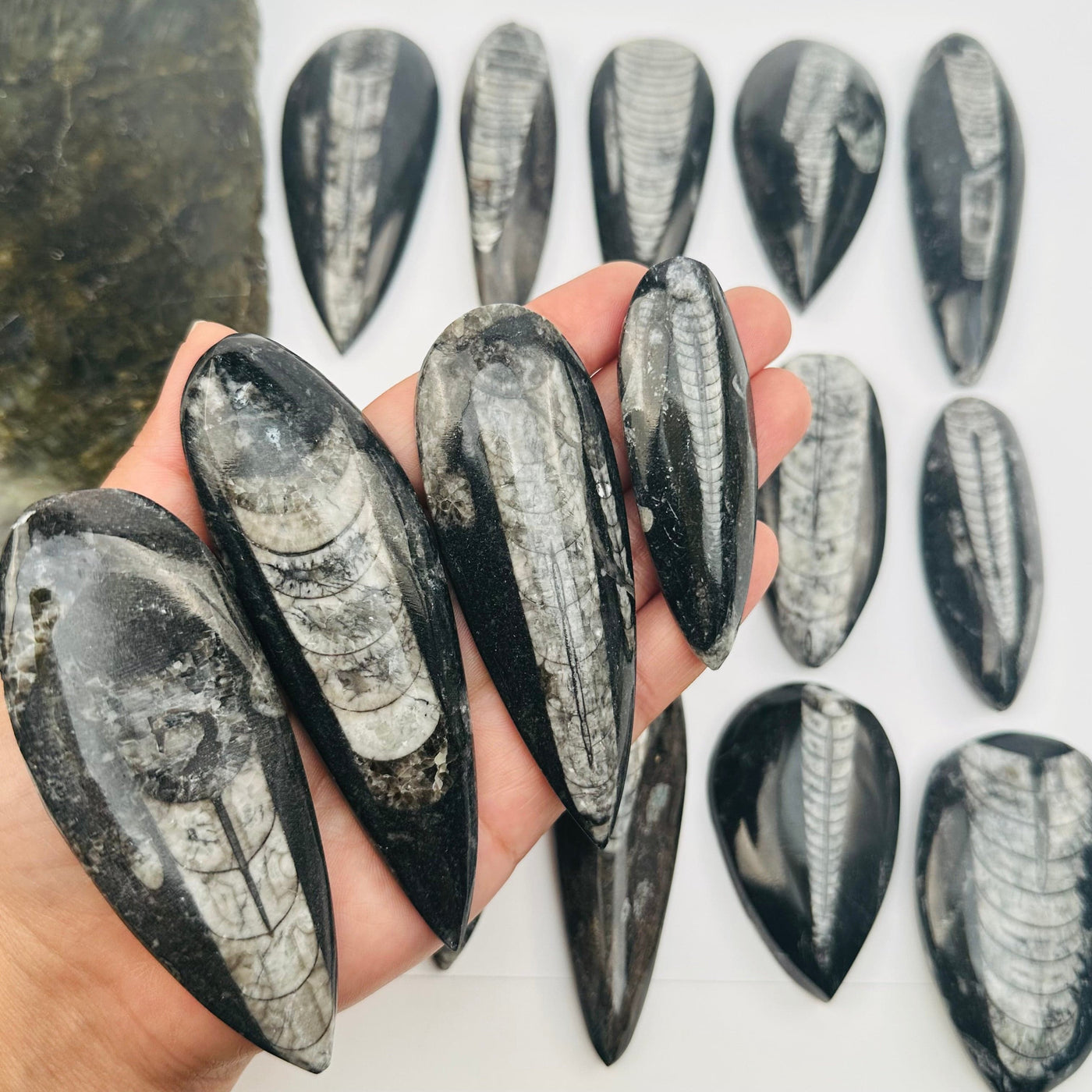 multiple orthocera fossils in hand for size reference 