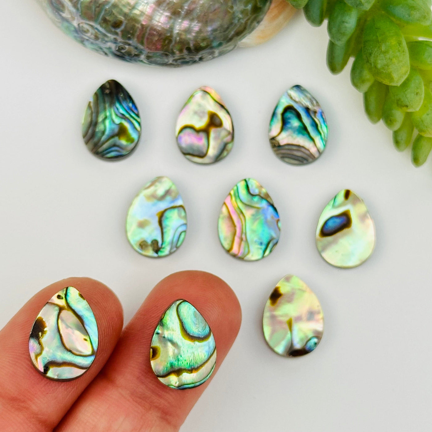 Abalone Drop Cabochons on hand for size reference 