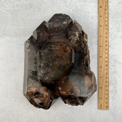 Elestial Alligator Smokey Quartz Crystal next to a ruler for size reference 