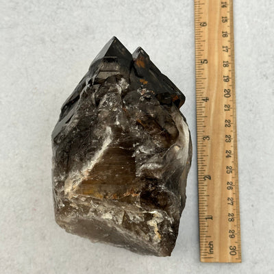 Elestial Alligator Smokey Quartz Crystal next to a ruler for size reference 