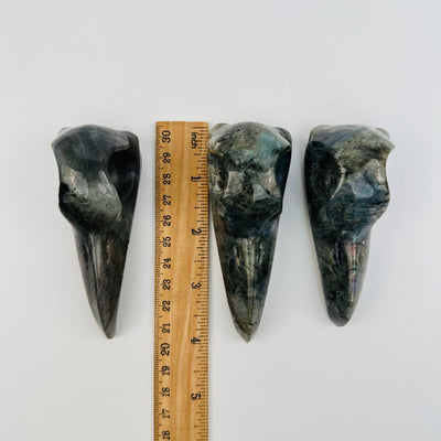 Labradorite Crystal Raven Skull Head - Carved Stone next to a ruler for size reference 