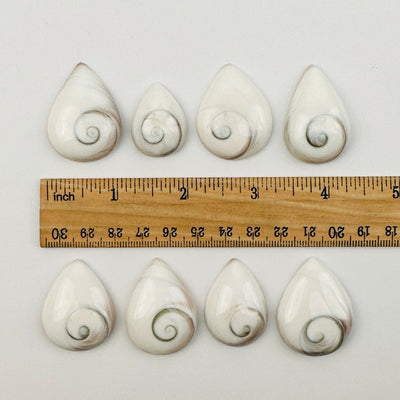 shells next to a ruler for size reference 