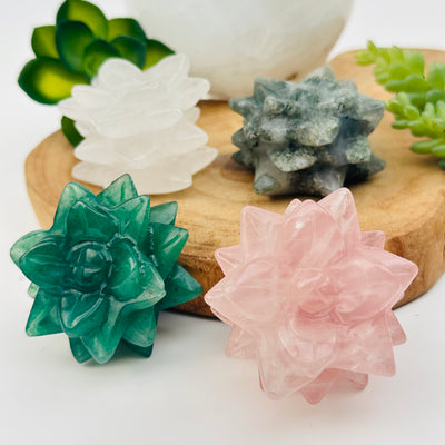 multiple crystal succulents displayed to show the differences in the sizes and color shades 