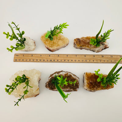 citrine cluster with plant next to a ruler for size reference