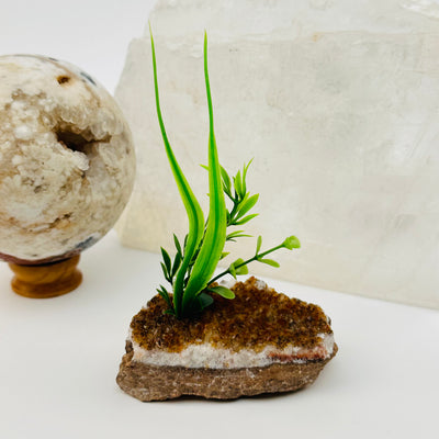 citrine cluster with plant displayed as home decor