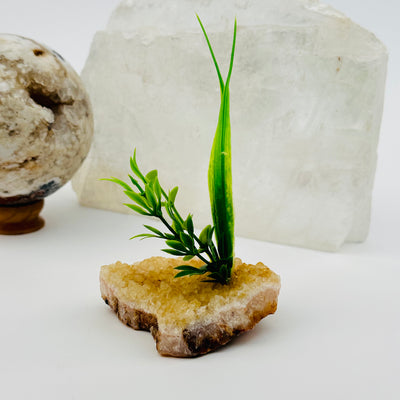 citrine cluster with plant displayed as home decor