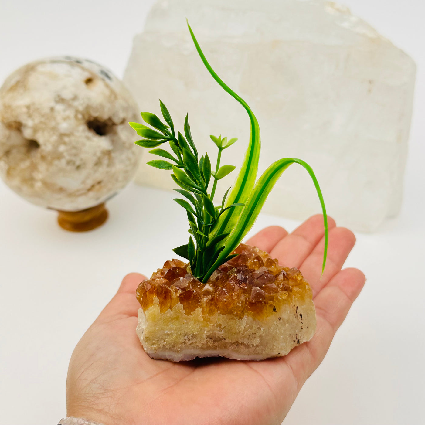 citrine cluster with plant in hand for size reference 