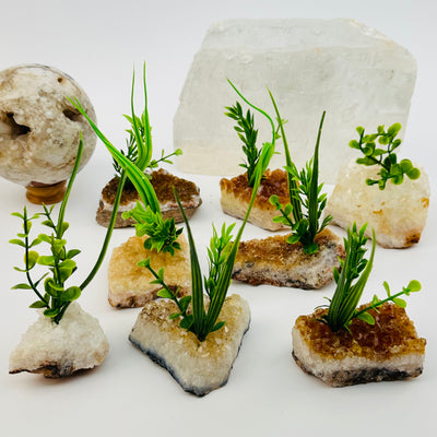 multiple citrine clusters with plant displayed to show the differences in the sizes and color shades 