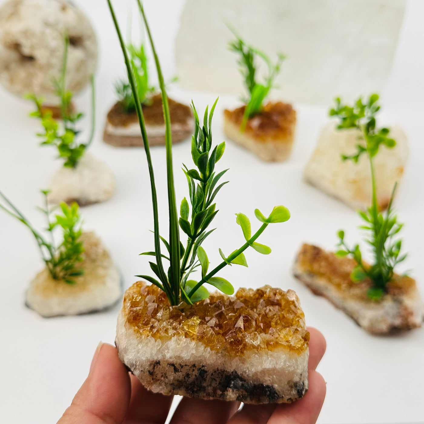 citrine cluster with plant in hand for size reference 