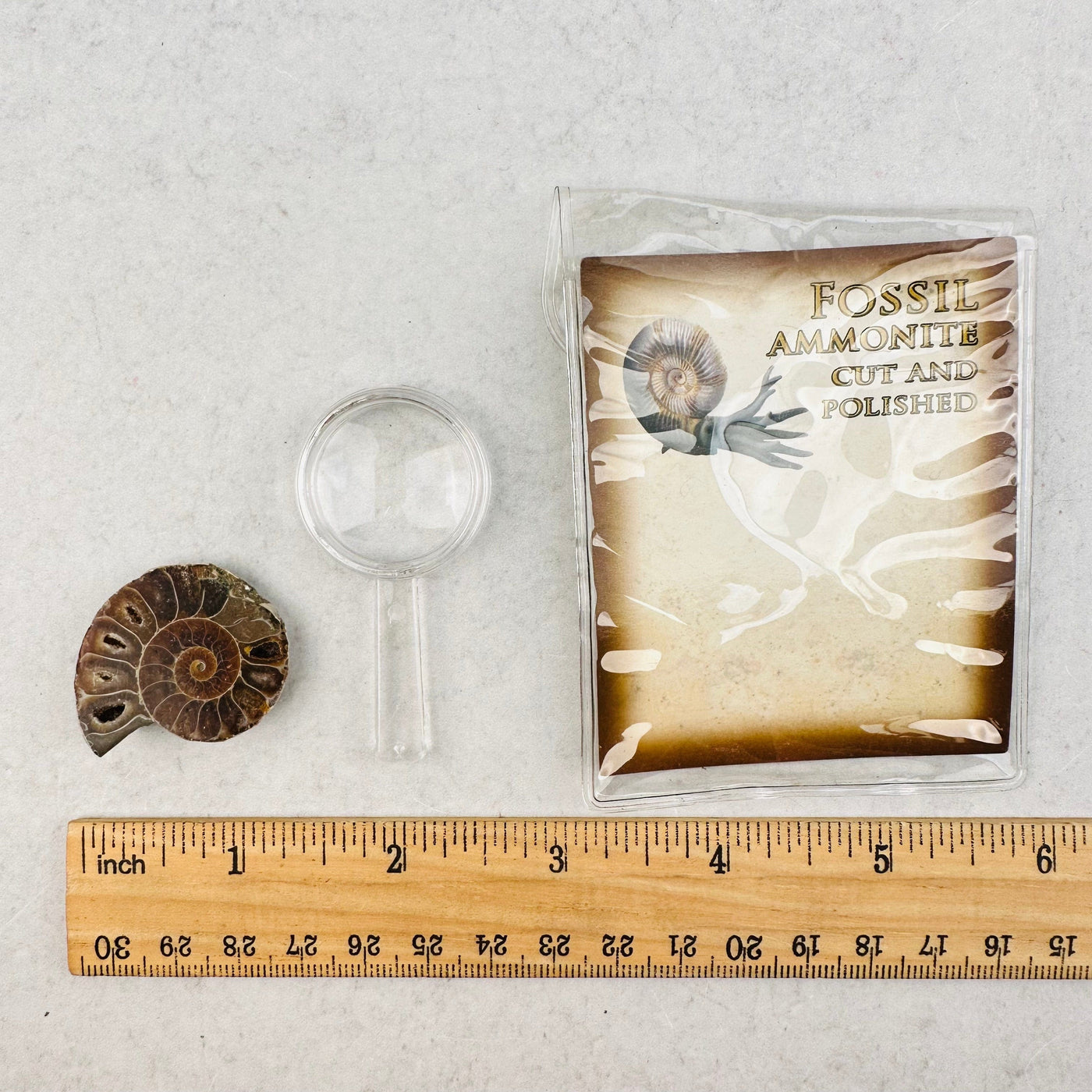 Cut and Polished Fossil with Magnify Glass next to a ruler for size reference 