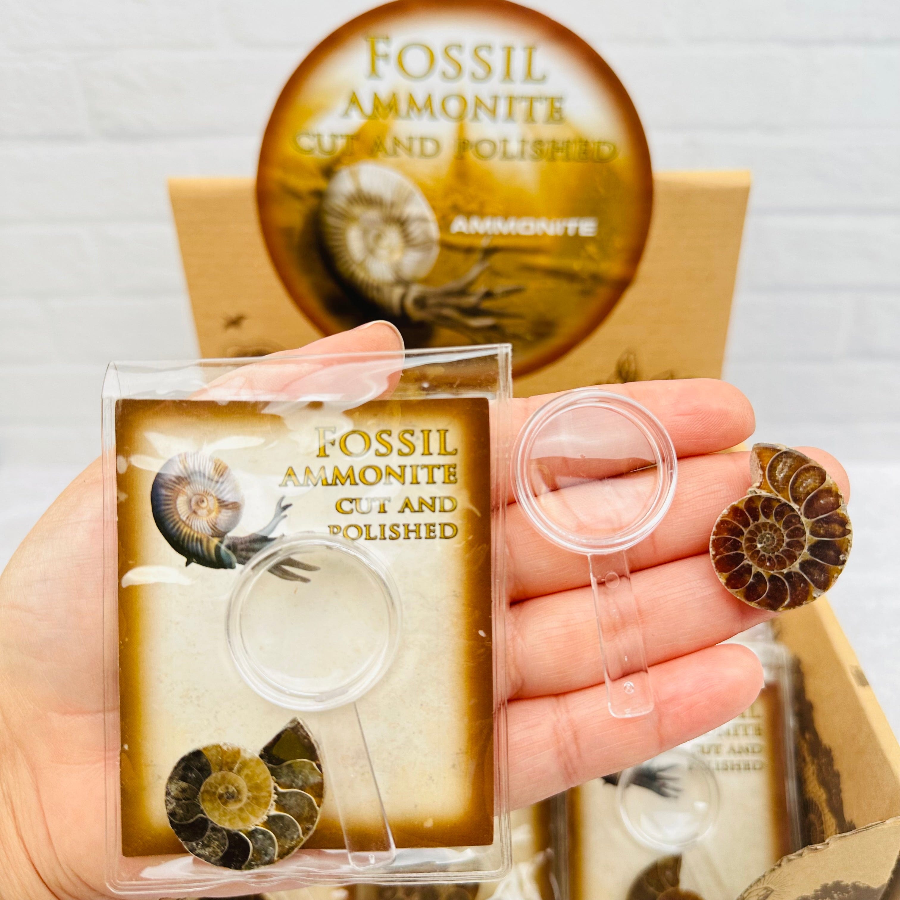 Ammonite Fossil - Cut and Polished Fossil with Magnify Glass – Rock ...