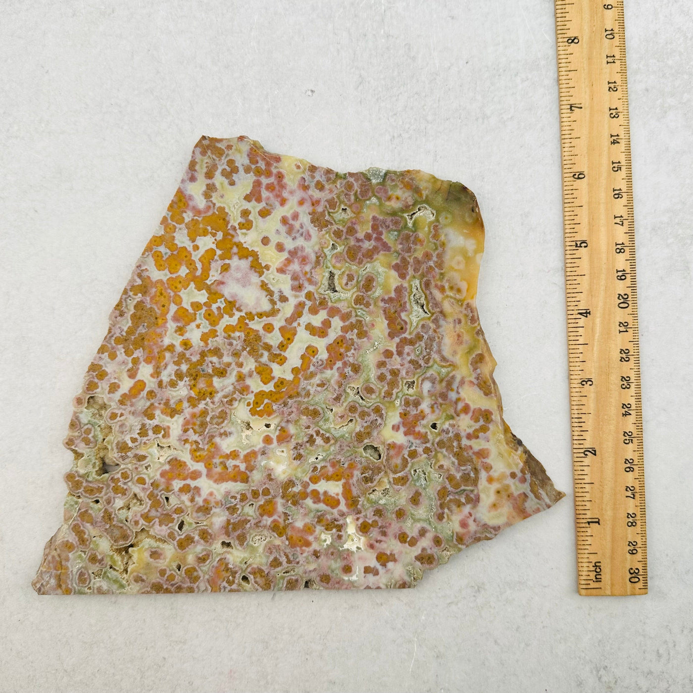 Ocean Jasper Rare Find! 1st Vein Orbicular Ocean Jasper Slab next to a ruler for size reference 