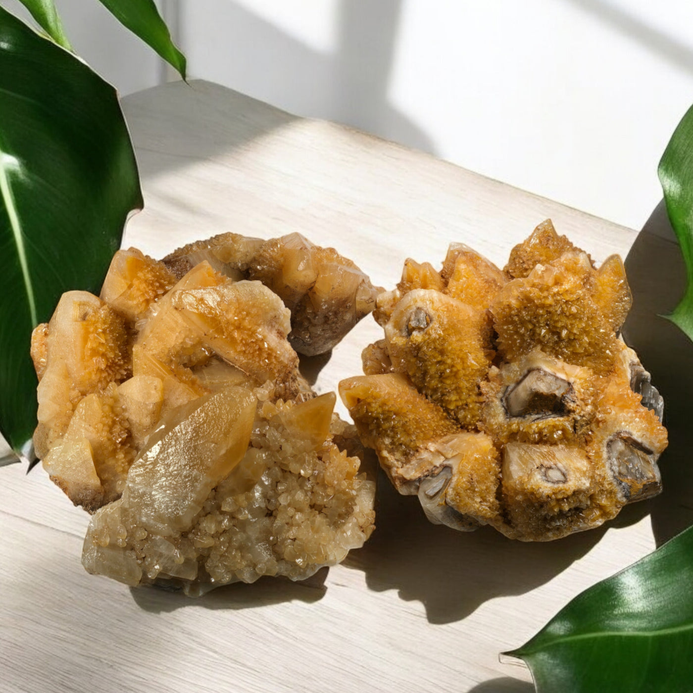 Dogtooth Calcite Large Crystal Cluster - You Choose #1 all variants on wood surface with plants in the background