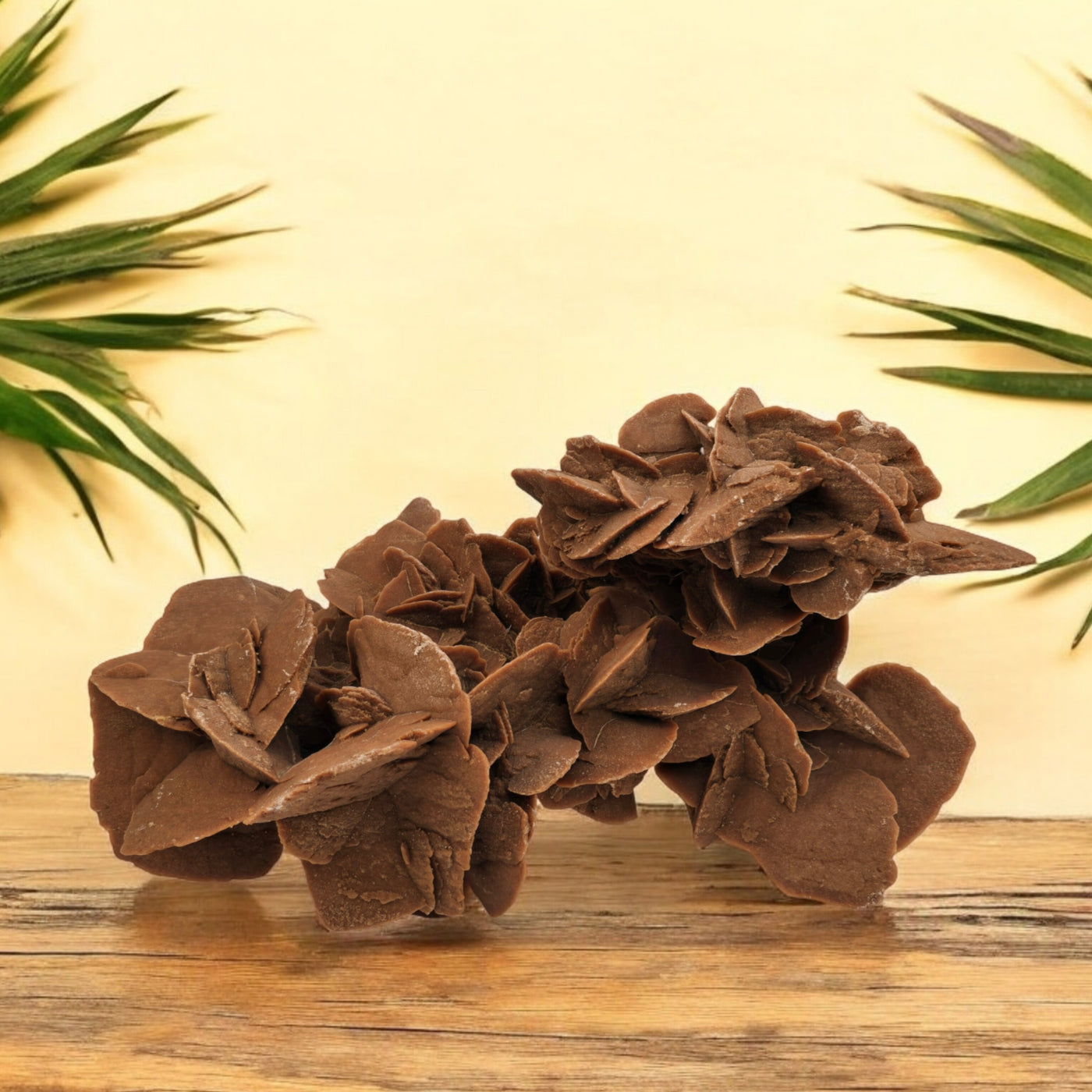 Desert Rose - Sand Rose Crystal Cluster from Morocco #2 on wooden surface with plants in the background