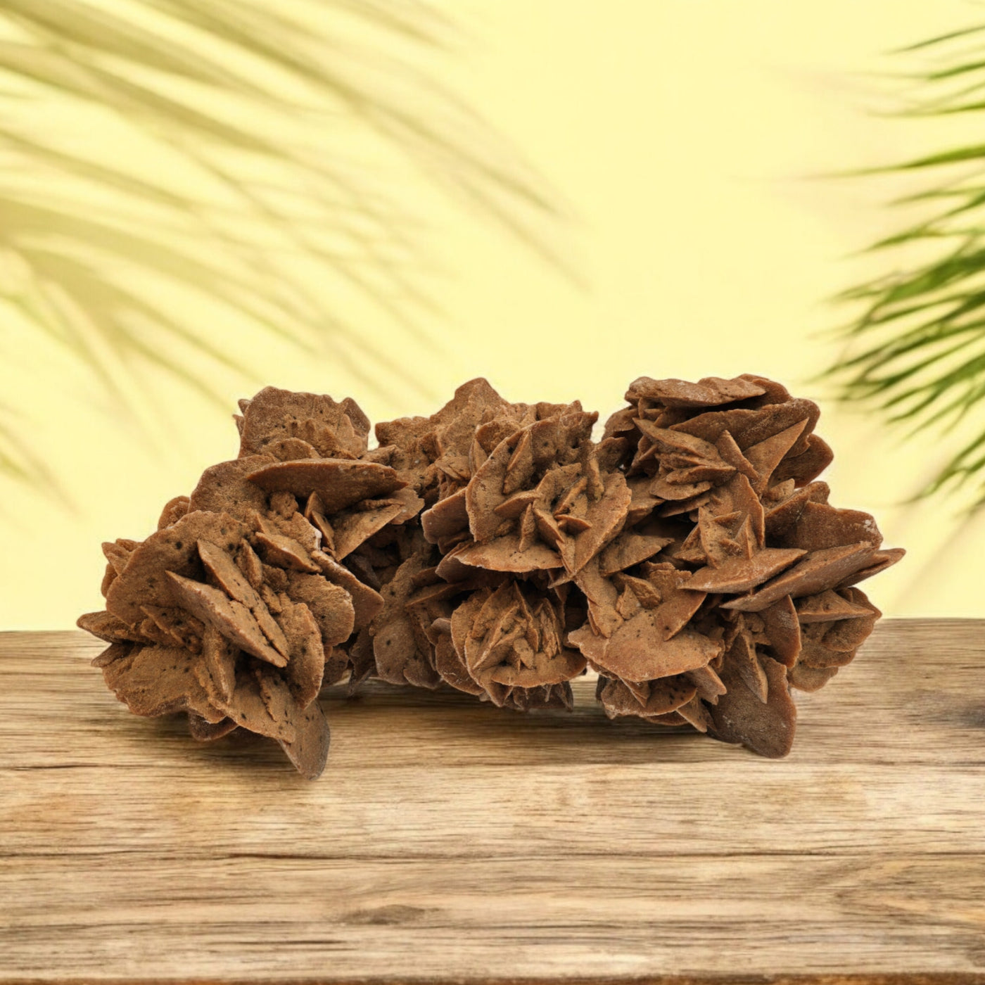 Desert Rose - Sand Rose Crystal Cluster from Morocco #3 on wooden surface with plants in the background