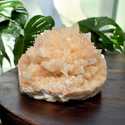 Yellow Calcite Flower - High Grade Large Crystal Cluster from China - on wooden table with monstera leaves and green wall in the background