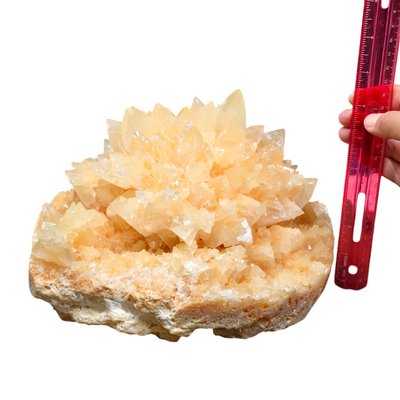 Yellow Calcite Flower - High Grade Large Crystal Cluster from China with ruler for size reference