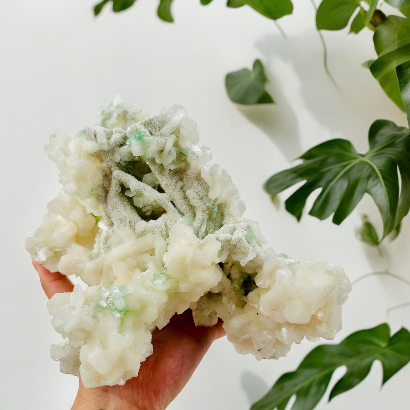 Stilbite and Green Apophyllite - Crystal Zeolite on Matrix in hand for size reference with white wall and monstera in background