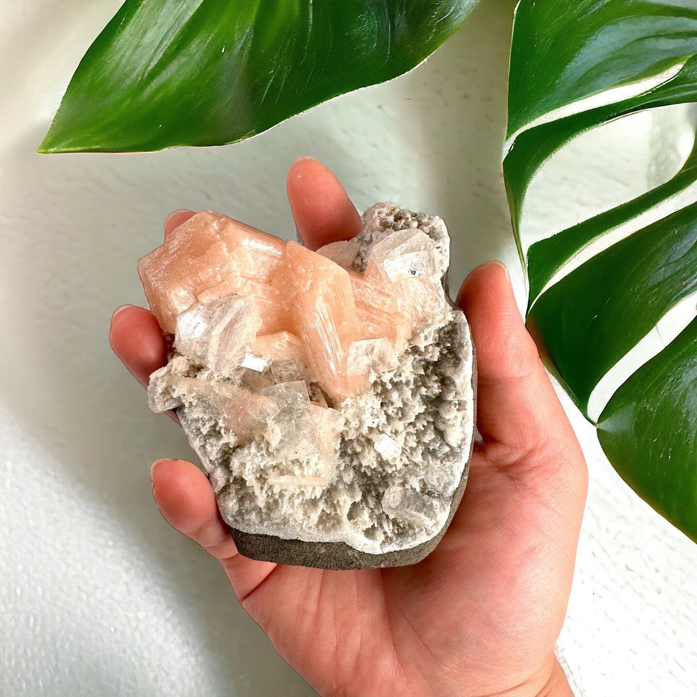 Peach Stilbite with Apophyllite and Zeolite - Crystal Formation - in hand for size reference with white wall and monstera in background