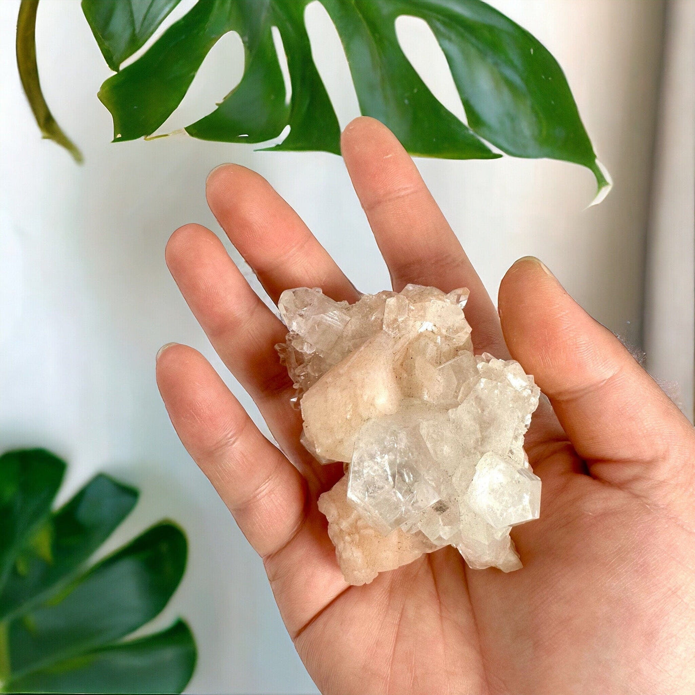 Peach Stilbite Crystal with Apophyllite in hand for size reference with monstera leaves against a white wall in the background 