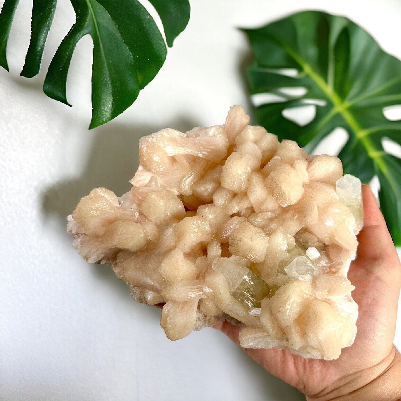 Peach Stilbite with Apophyllite and Zeolite - Museum Quality - Crystal Cluster in hand for size reference with a white wall and monstera leaves in the background