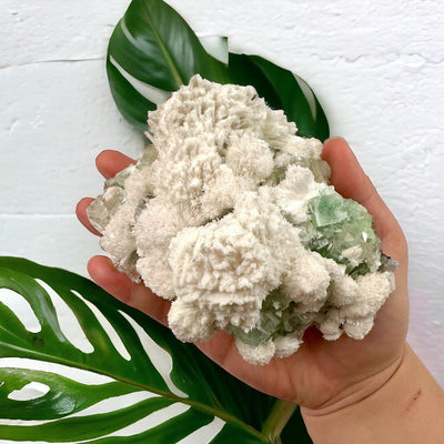 Zeolite with Green Apophyllite - Crystal Cluster - High Quality in hand for size reference with white wall and monstera leaves in the background