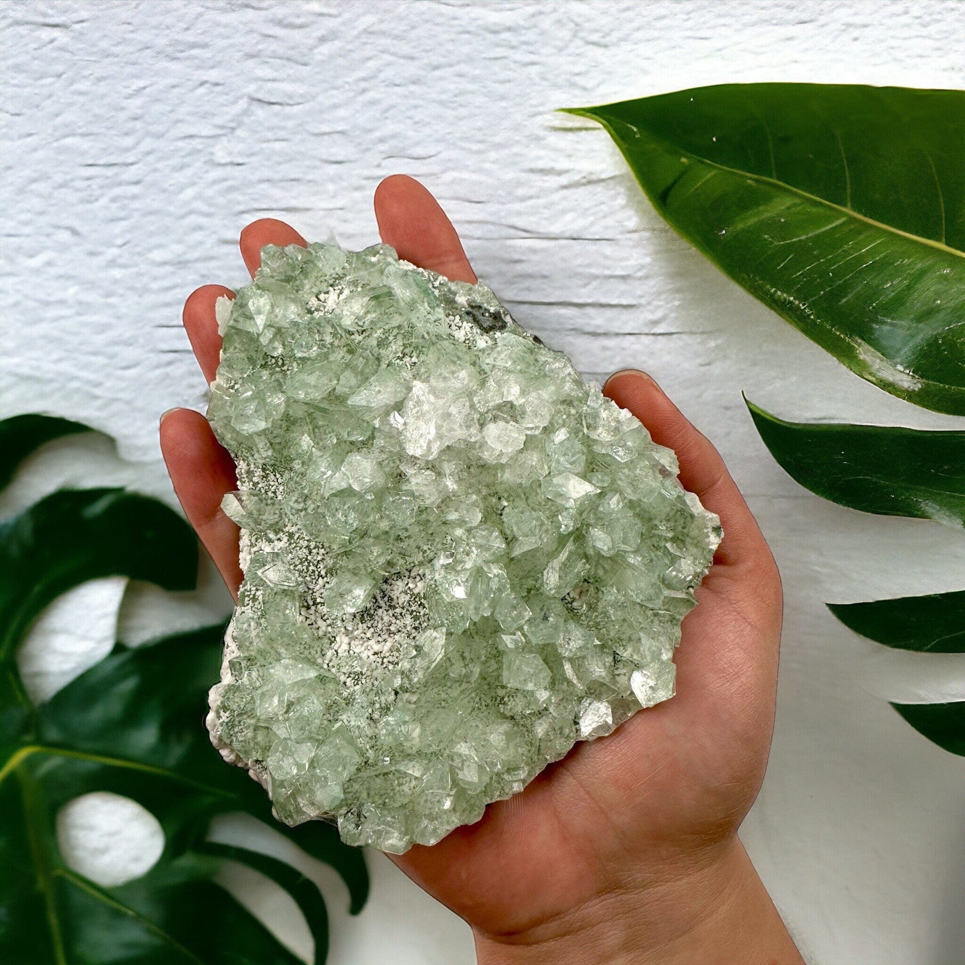 Green Apophyllite on Matrix Zeolite Crystal Cluster in hand with monstera leaves in background