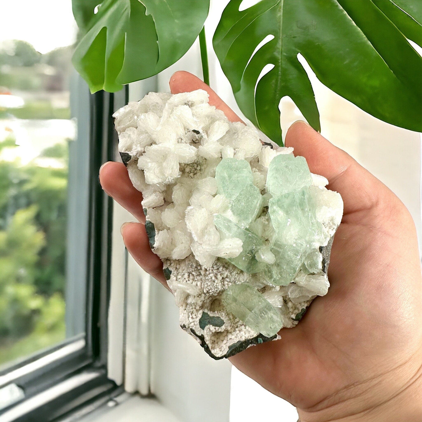 Green Apophyllite Crystals with Stilbite Crystal Specimen in hand for size reference next to window with monstera in background