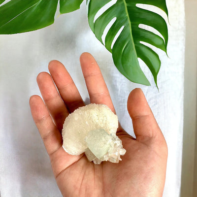 Stilbite Crystal with Green Apophyllite and Zeolite in hand for size reference with white wall and monstera in the background