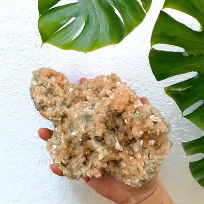 Peach Stilbite Cluster with Apophyllite and Zeolite - Museum Quality in hand for size reference next to monstera leaves with a white wall in the background