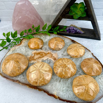 Fossilized Polished Sand Dollars - You Choose all variants on thick agate slice