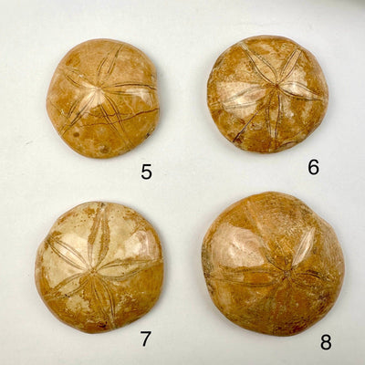 Fossilized Polished Sand Dollars - You Choose variants 5 6 7 8 labeled