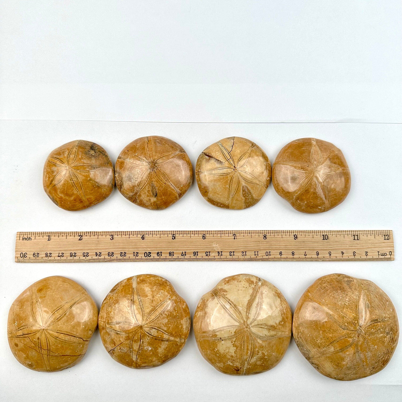Fossilized Polished Sand Dollars - You Choose all variants with ruler for size reference