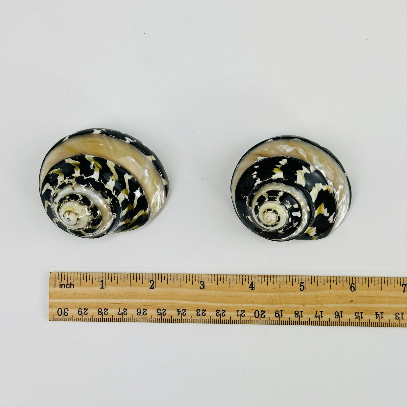 Cittarium Pica Polished Sea snail shell next to a ruler for size reference