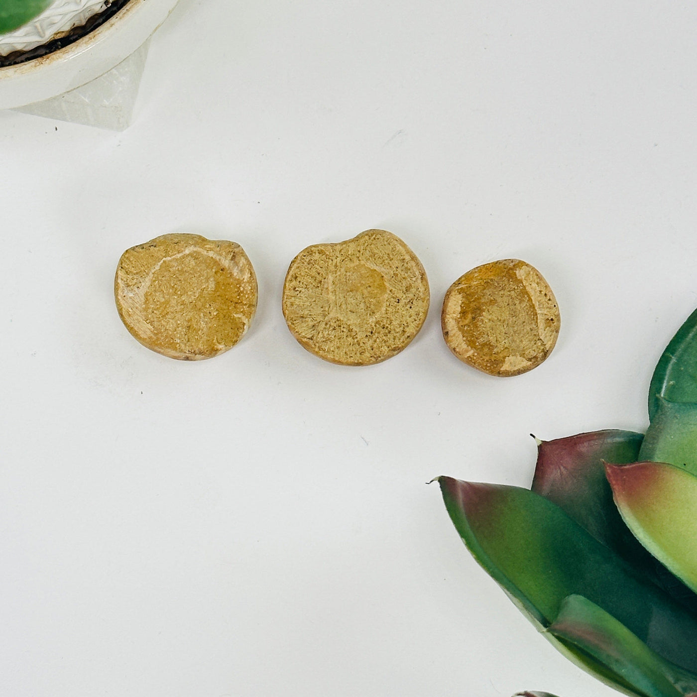 3 sand dollar fossils with decorations in the background