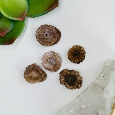 amethyst stalactite slices with decorations in the background