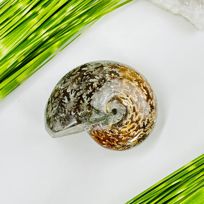 ammonite fossil with decorations in  the background