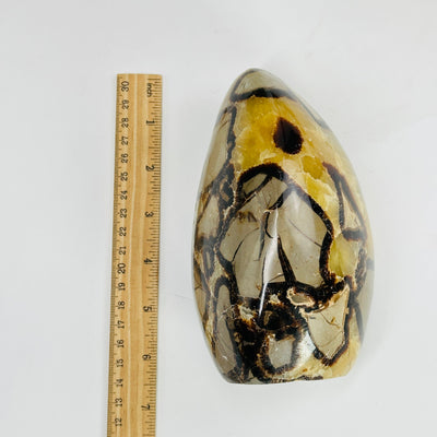 septarian polished decoration next to a ruler for size reference