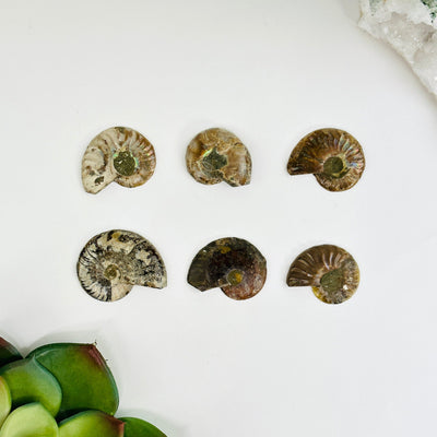 Ammonite slices next to a each other on white background