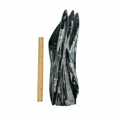 large orthoceras decoration next to a ruler for size reference