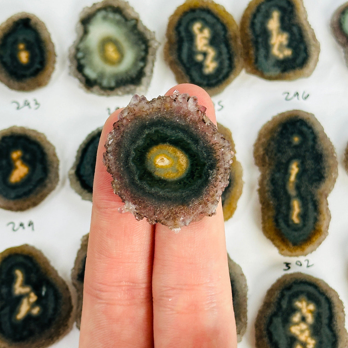 fingers holding up stalactite slice with others in the background